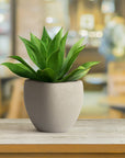 Potted plant on a wooden table with a blurred indoor background