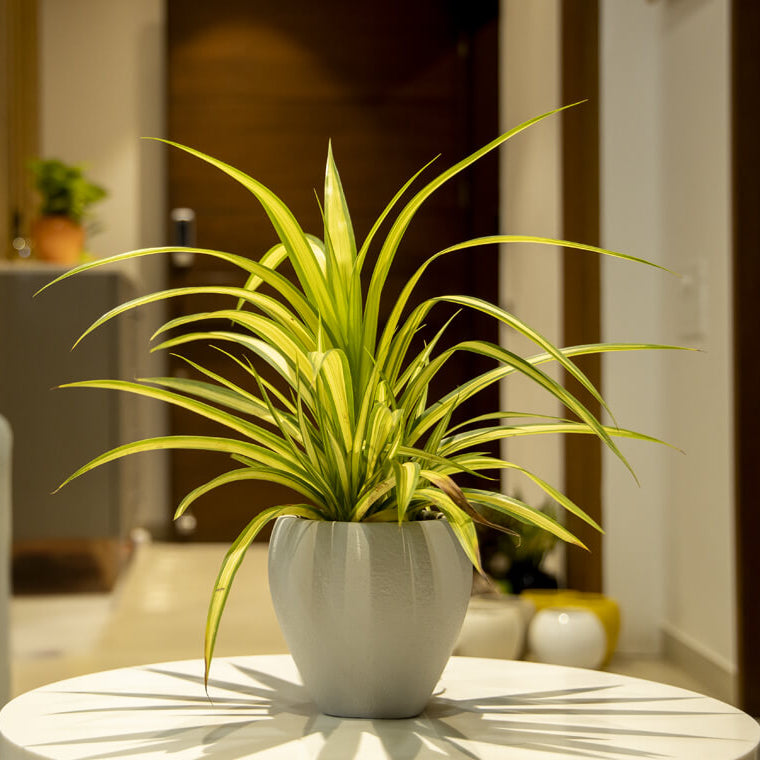 Tanar Indoor & Outdoor Table Top Planter | Spacio