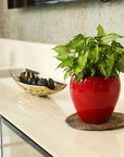 Tanar Indoor & Outdoor Table Top Planter | Spacio