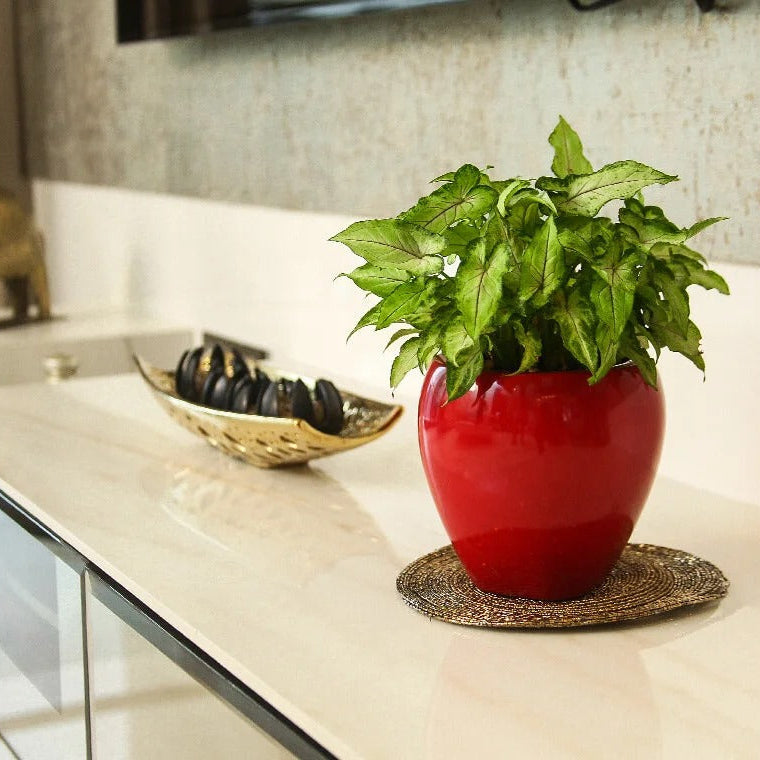 Tanar Indoor & Outdoor Table Top Planter | Spacio
