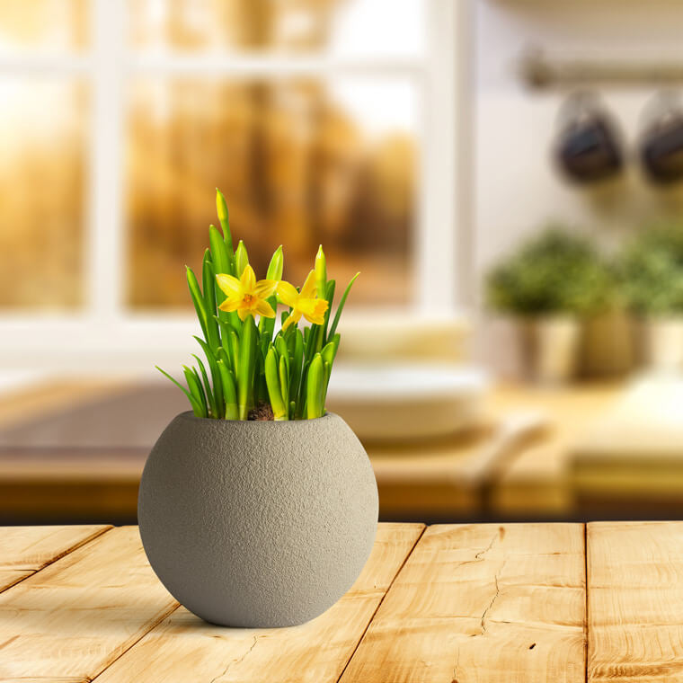 Potted plant on a wooden table with a blurred kitchen background