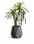 Madagascar Palm