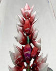 Maleras Crystal Sculpture Orchid Red
